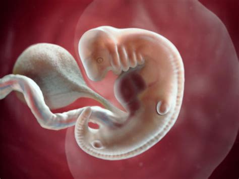 graviditas) sht periudha kohore, gjat s cils n trupin e femrs nj qeliz vezore e fekonduar zhvillohet deri n nj foshnje. . Shtatzania ne muajin e 6